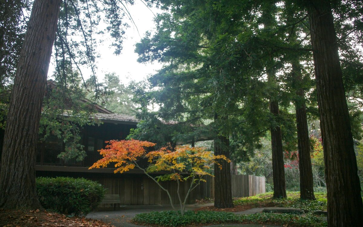 Home within the redwood canopy in Mill Valley