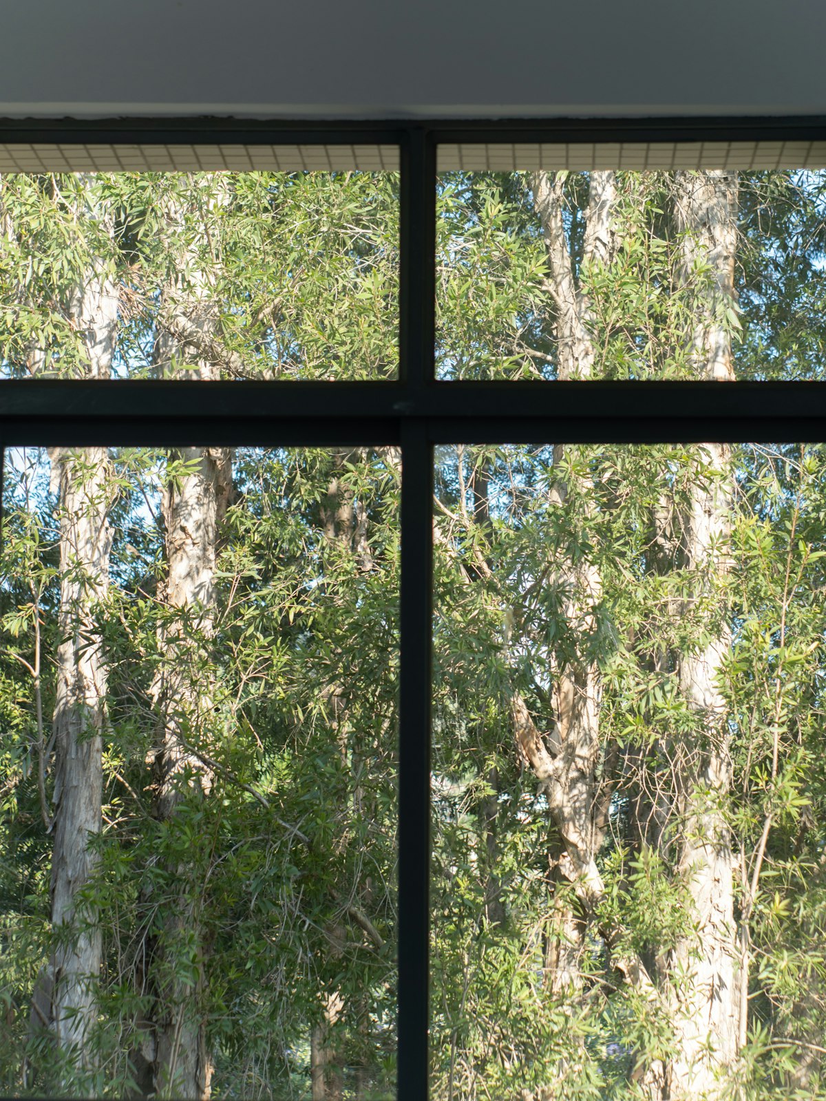 Black-framed glazing